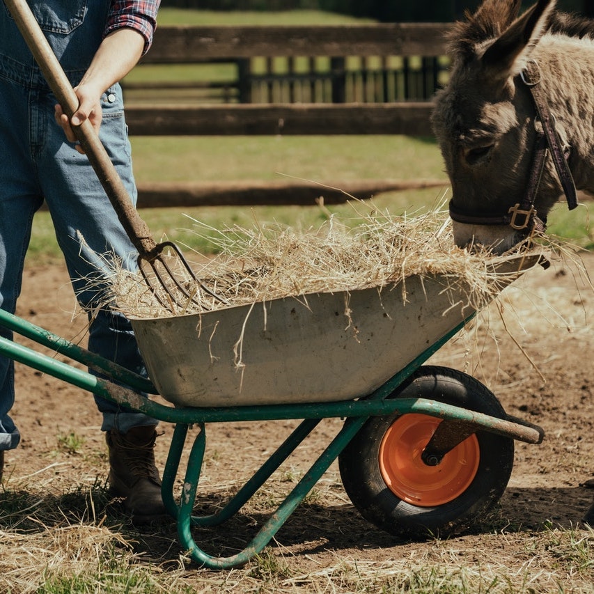 Wheelbarrow with hay